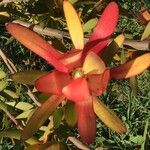 Leucadendron salignum Blad