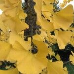 Ginkgo biloba List