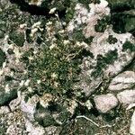 Paronychia argyrocoma Hábito