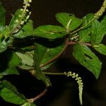 Cyathula prostrata Blatt