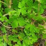 Geranium aculeolatum Leaf