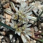 Allium obtusum Kukka