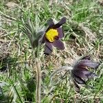 Pulsatilla montana Habitus