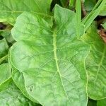Gerbera leandrii Leaf