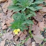 Oenothera biennis 整株植物