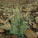 Rumex hastatus Hábito