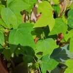 Jatropha curcasপাতা