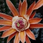 Cleistocactus spp. Flor