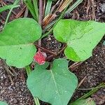 Ipomoea triloba Lehti