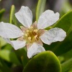 Pemphis acidula Flower