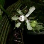 Palmorchis trilobulata Flor