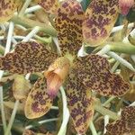 Grammatophyllum speciosum Outro