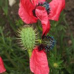 Papaver hybridum Fruto