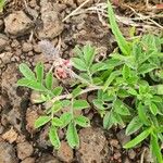 Indigofera volkensii Fuelha