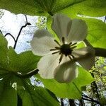 Podophyllum peltatum Flor