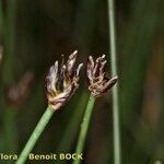 Eleocharis quinqueflora Frukto