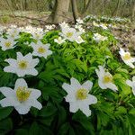 Anemone nemorosa ᱵᱟᱦᱟ