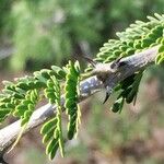 Senegalia senegal Лист
