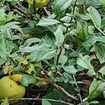 Chaenomeles japonica Yeri