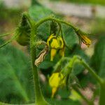 Solanum lycopersicumFlor