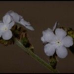 Myosotis sylvatica Flor