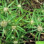Spermacoce verticillata फूल