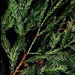 Dacrycarpus vieillardii Hábito
