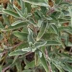 Salvia leucophylla List