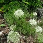 Katapsuxis silaifolia Fula