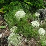 Cnidium silaifolium Flower