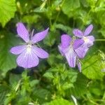 Viola cornuta Flower