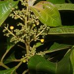 Miconia theizans Flor