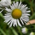 Erigeron annuus പുഷ്പം