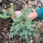 Rhodiola integrifolia Leaf