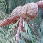 Cupressus cashmeriana Φρούτο