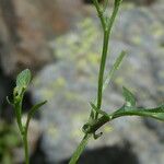 Cardamine resedifolia Lapas