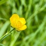 Ranunculus polyanthemos Flors