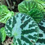 Begonia imperialis Lem., Imperial begonia (World flora) - Pl@ntNet identify