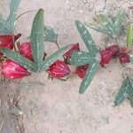 Hibiscus sabdariffa Flower