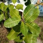 Anacardium occidentale Yaprak