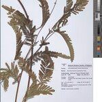 Aeschynomene nyassana अन्य