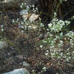 Lepidium montanum Habitat