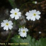 Androsace lactea Fleur