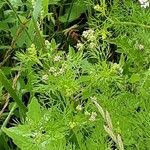 Coriandrum sativum ഇല