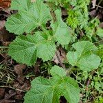 Heracleum sibiricum पत्ता