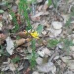 Hypericum australe Flower