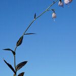 Adenophora liliifolia Elinympäristö