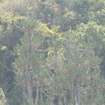 Euphorbia triangularis Bark