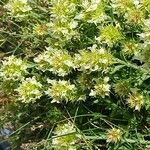 Sideritis hyssopifolia Flor
