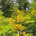 Senna marilandica Flower